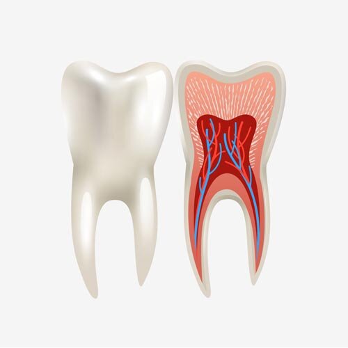 Root Canal Care in Pinellas County | St. Petersburg Endodontics