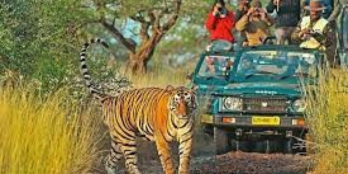 Witnessing the Royal Bengal Tigers in their Natural Habitat: Ranthambore National Park Safari
