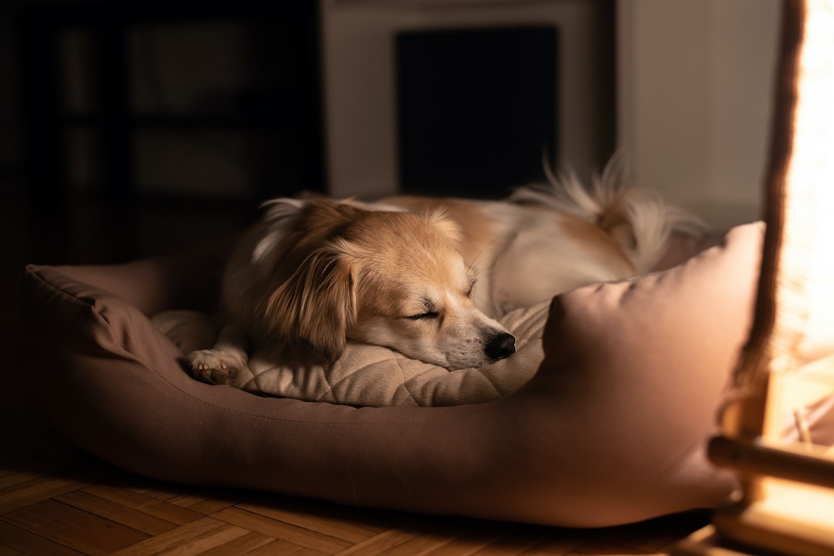 Beyond Splashes: Navigating the World of Water-Resistant Dog Beds – Australia Life Today