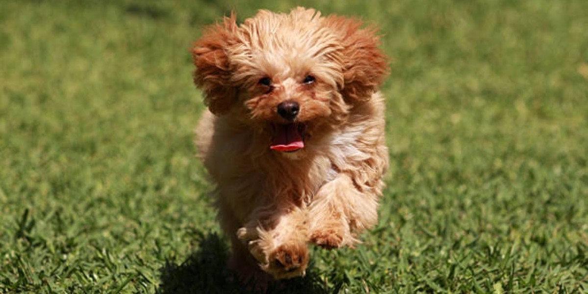 What to Look for When Buying a Cavoodle Puppy in Sydney