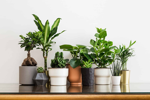 Turning Over a New Leaf | How to Transform Your Home with Happy Plants - FORTUNE BUSINESS NEWS
