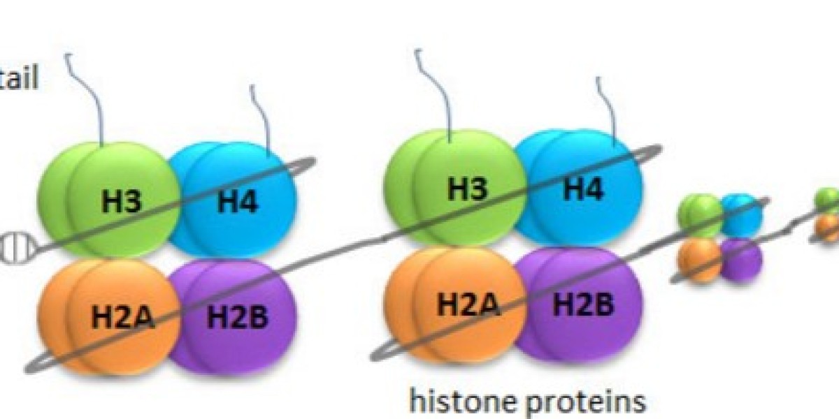 What is Histone?