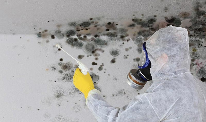 Mould Removal: Restoring Your Home After Water Damage - ColorMag