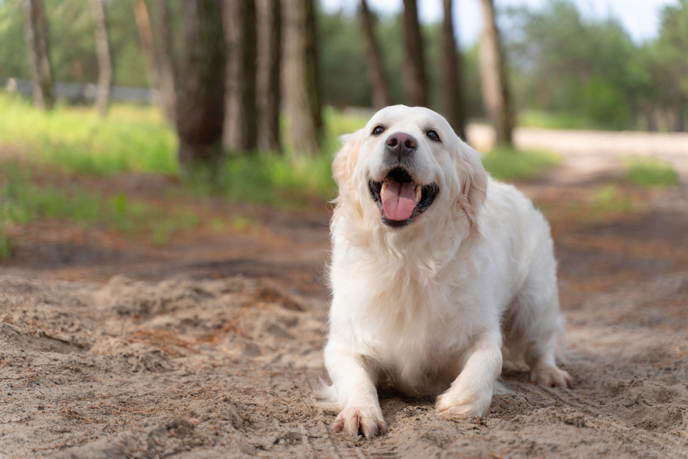 Salmon Oil: A Magical Supplement for Your Dog’s Health - postfores