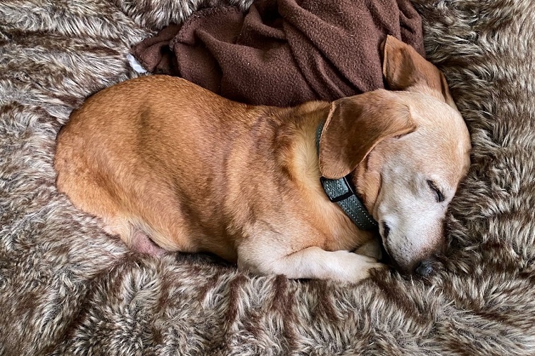 Restful Retreat: How a Calming Bed Can Soothe Stress in Your Furry Friend - WholeStory