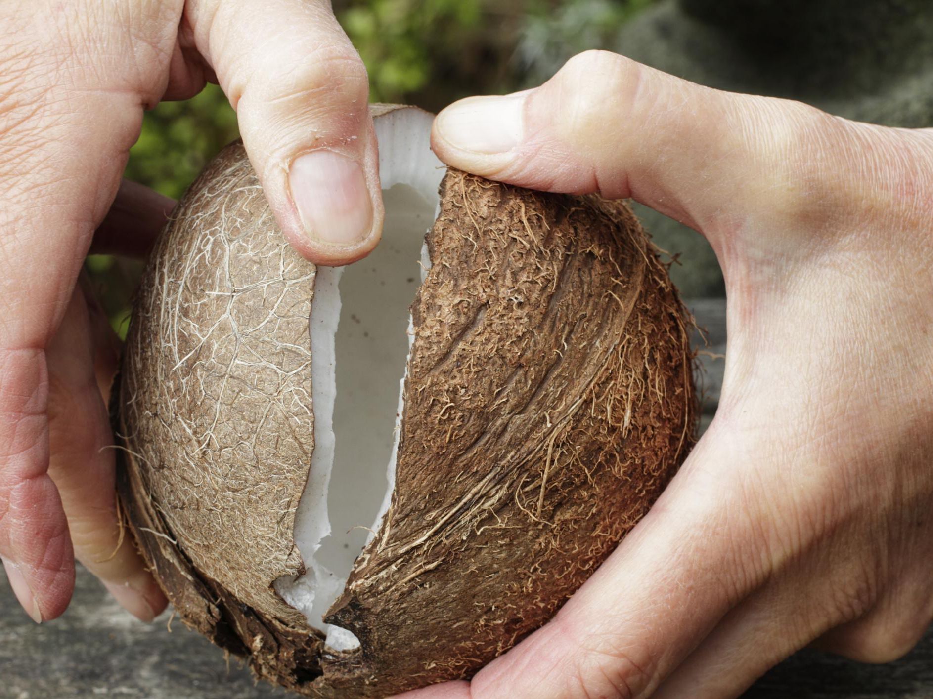 How does a coconut open? - Two+2 2Plus2Four.net