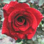 flowerlover Profile Picture