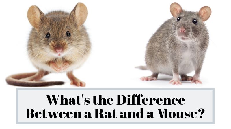 Difference between rat and mouse - The Magazine - SportsPassion.Net