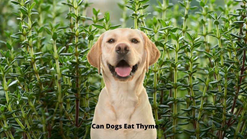 Can Dogs Eat Thyme? Benifits And Risk - Doggie Food Items