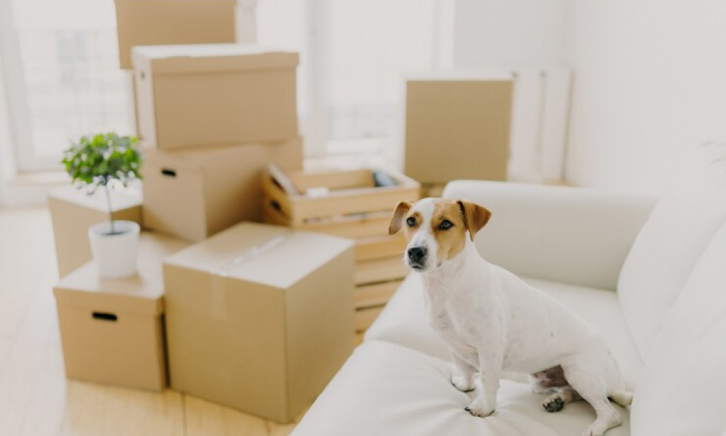 How can I Utilize the Pet Relocation Services in Chandigarh to Travel with My Beloved Pet?