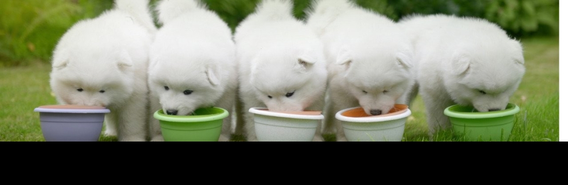 Best Dog Food Zone Cover Image