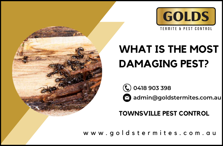 What is the most damaging pest?