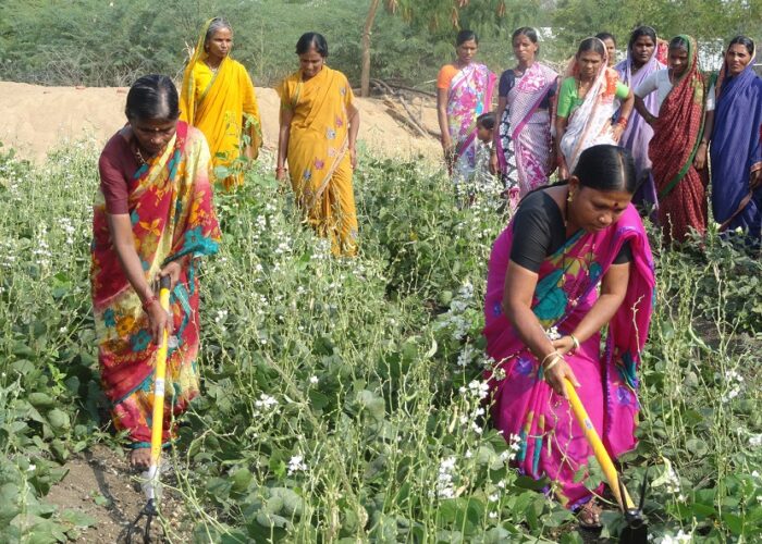 agriculture education in maharashtra