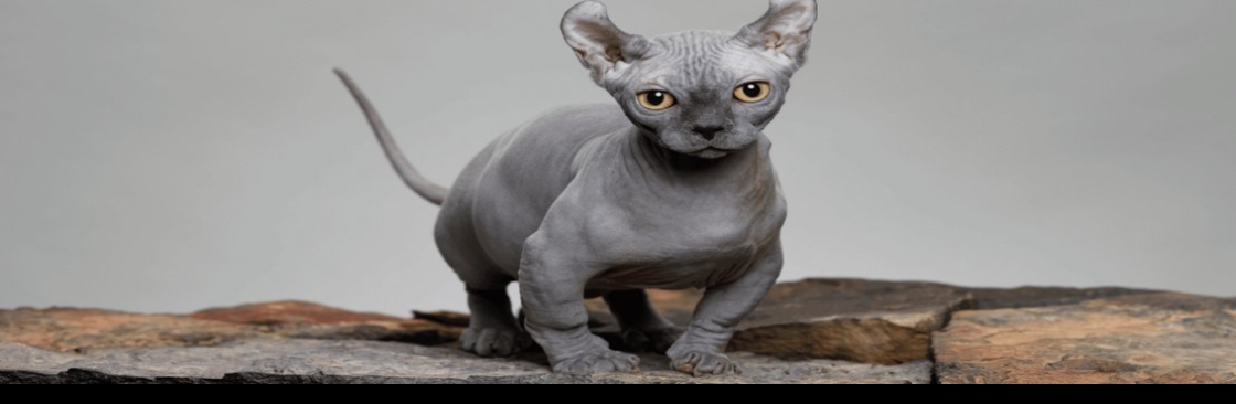 Sphynx World Cover Image