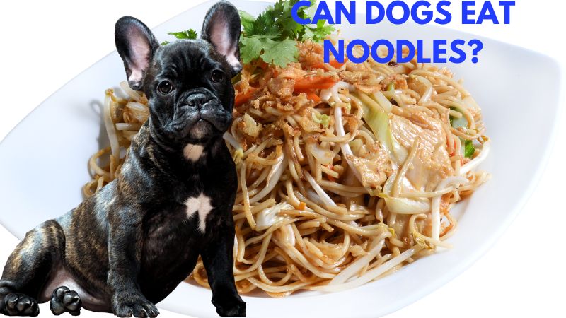 Can Dogs Eat Noodles? Learn about this - Doggie Food Items