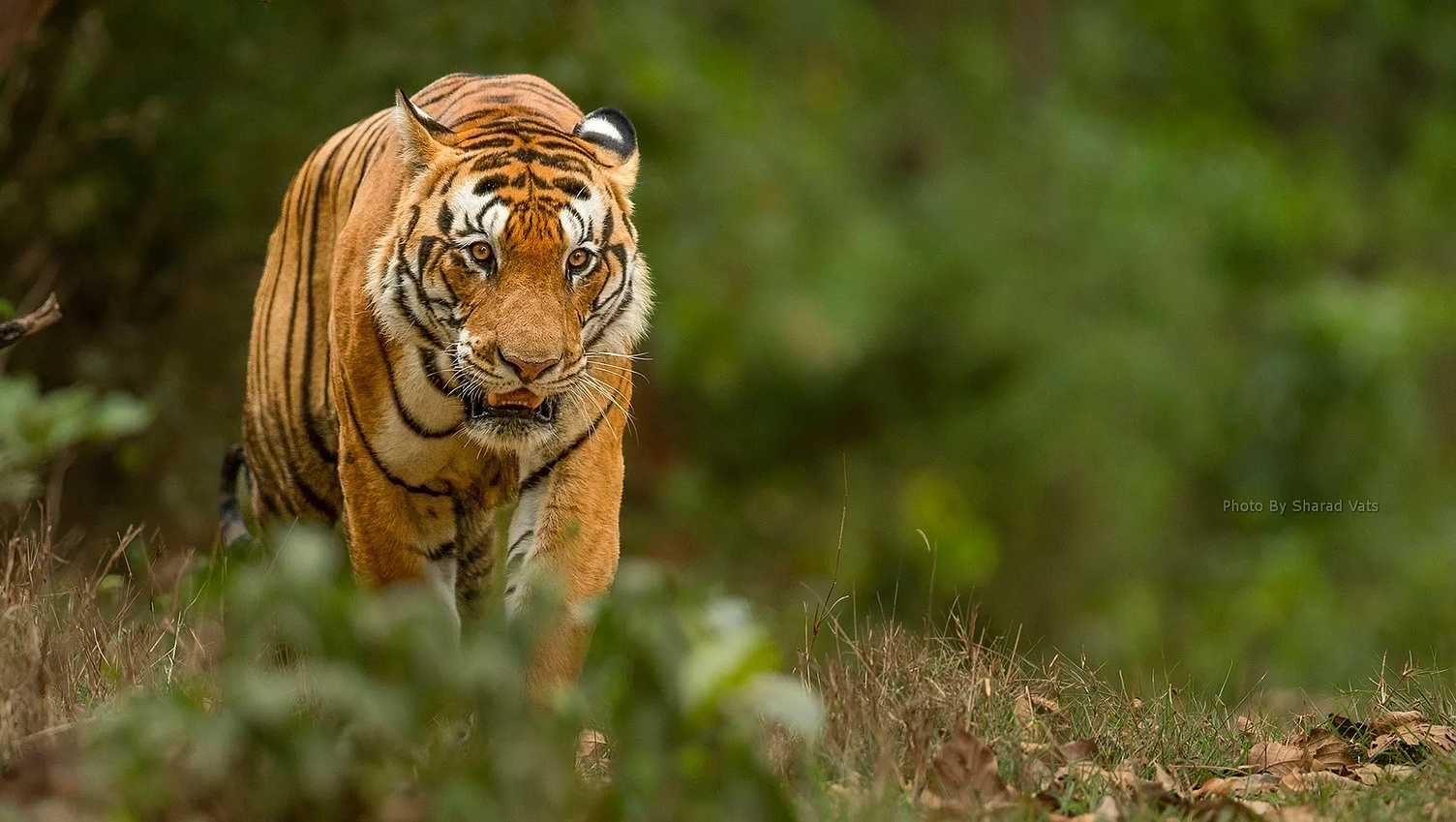 What are the seasons for the best tiger safari in India? - Blogsocialnews.com