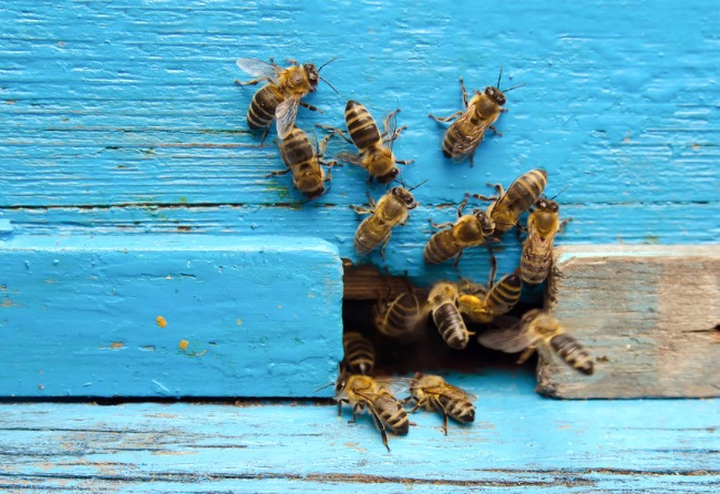 Bee Removal Services in Florida: A Buzzworthy Guide