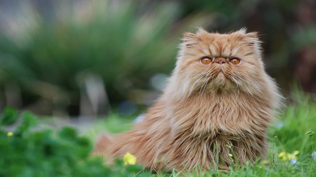 Know Some Essential Information About Persian Cats