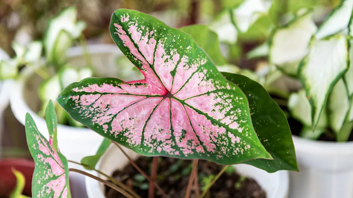 Caladium Delights: A Kaleidoscope of Colors in Your Garden | TheAmberPost
