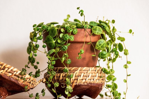 The Art of Cultivating Epipremnum Aureum in Stunning Hanging Baskets |