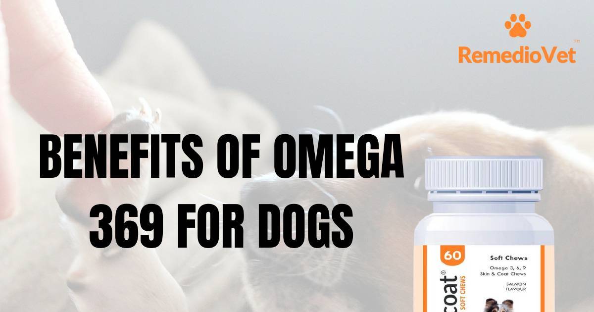 Benefits of Omega 369 for Dogs.pdf | DocHub