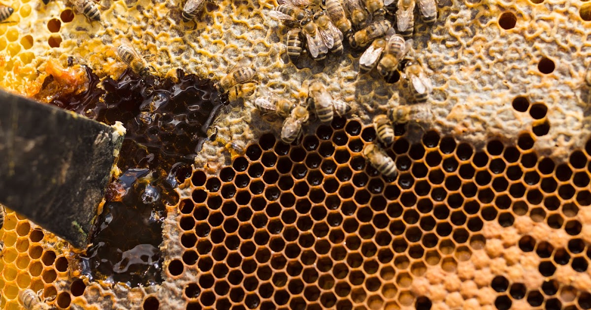 Unlocking Prosperity: A Comprehensive Guide to Bee Farming in India