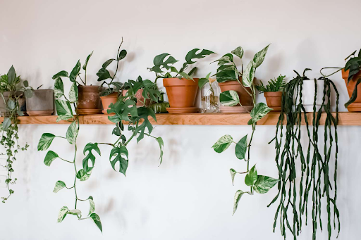 Embracing the Green Revolution: A Comprehensive Guide to Houseplants – Site Title