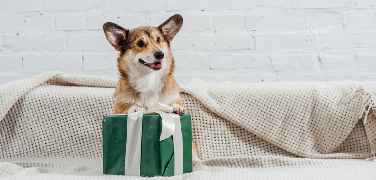 Fetch-Worthy Finds: The Ultimate Gift Guide for Dog Owners – Let's Discover AU