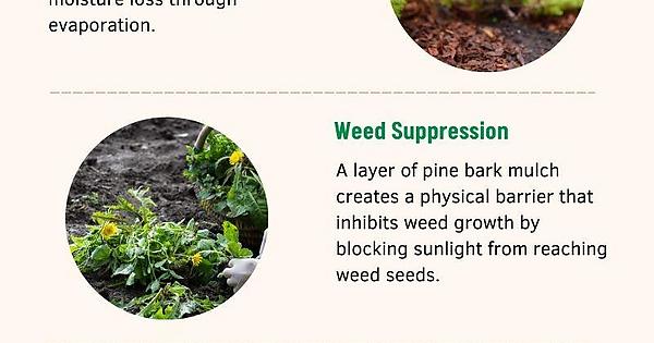 How to Enhancing Plant Growth and Soil Health with Pine Bark Mulch - Album on Imgur