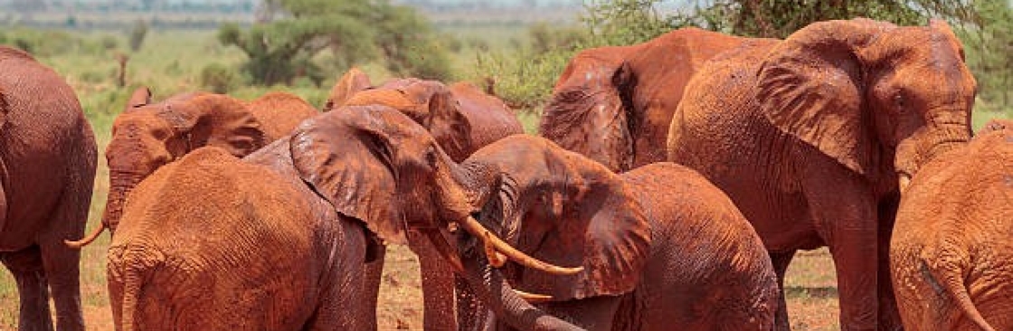 African Memorable Safaris Cover Image