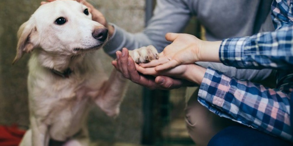 Changing Lives: The Marvelous Benefits of Pet Adoption