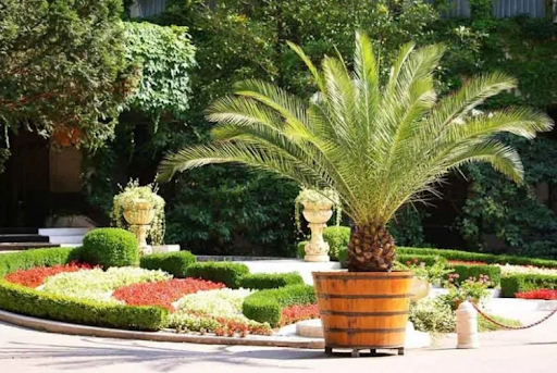 Transforming Your Garden with Palms: Choosing the Best Options