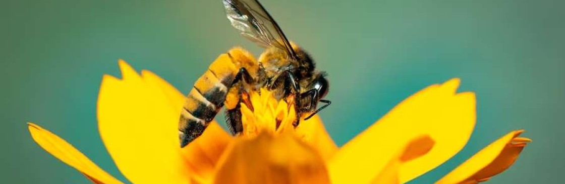 Apis Lux Cover Image