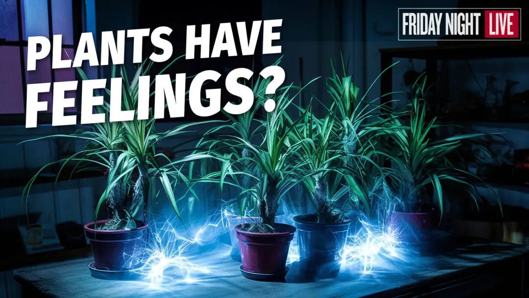 Plants Have Feelings Too | Do They Feel Pain, Stress, or Any Sensations? | by Rise Tv | Jan, 2024 | Medium
