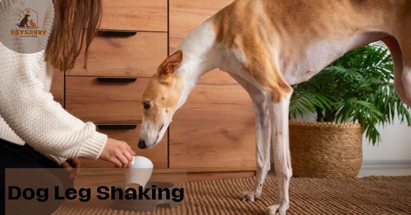 Dog Leg Shaking | Causes and Solutions