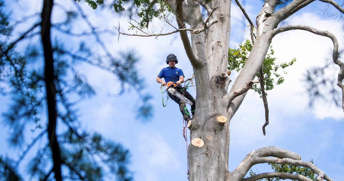 Top Benefits Of Selecting Professional Tree Removal Service