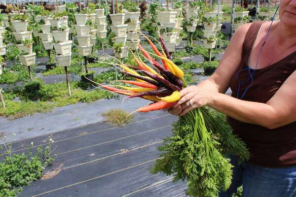 Incorporating Carrots into Your Daily Diet: A Recipe for Health and Wellness - Article View - Latinos del Mundo