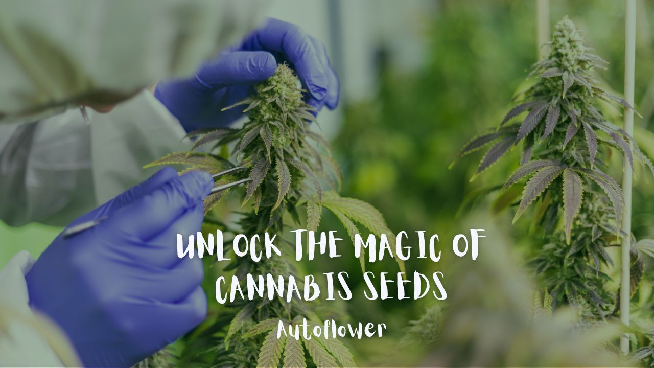 Unlock the Magic of Cannabis Seeds Autoflower - The Johnny Seeds Bank