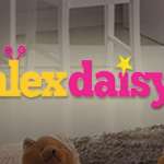 Alex Daisy Profile Picture