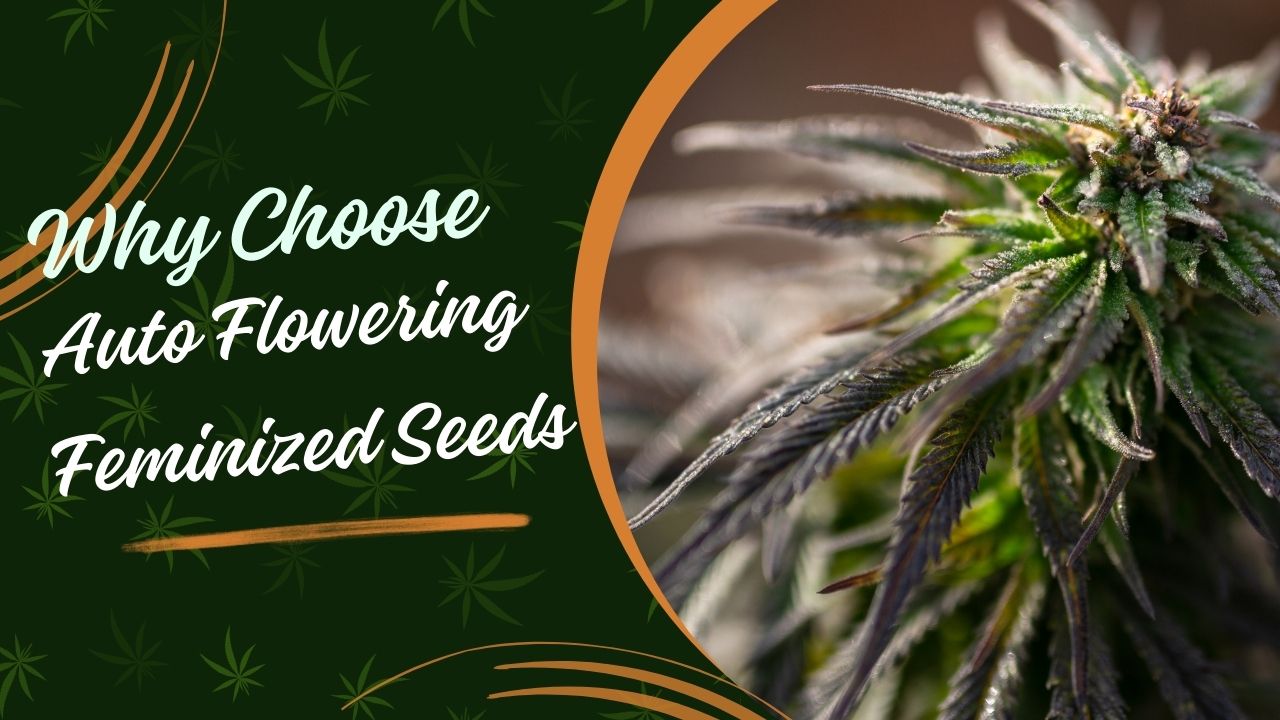 Why Choose Auto Flowering Feminized Seeds - The Johnny Seeds Bank