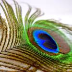 badal0123here Profile Picture