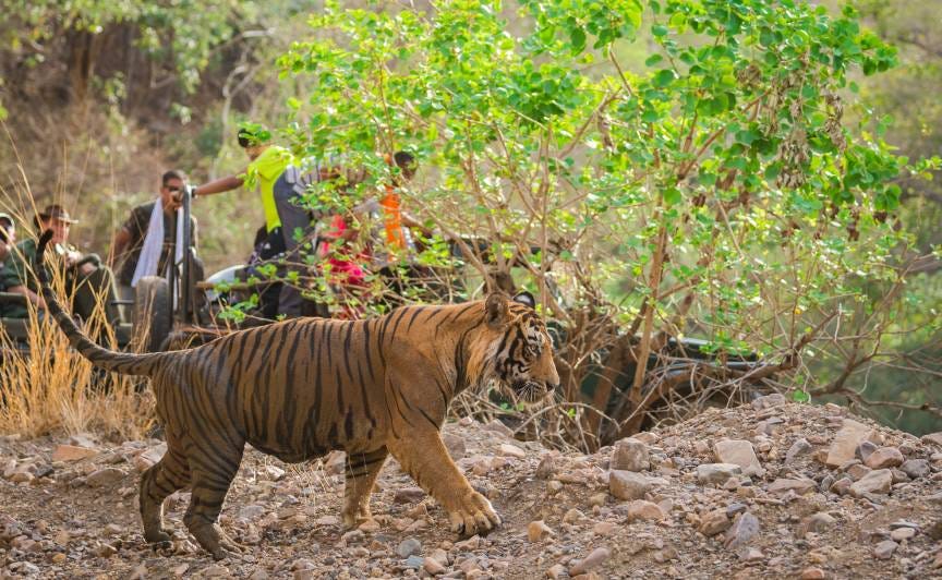Discovering the Enchanting Jawai Leopard Reserve: A Hidden Gem of Rajasthan | by The Wild Terrain | Apr, 2024 | Medium