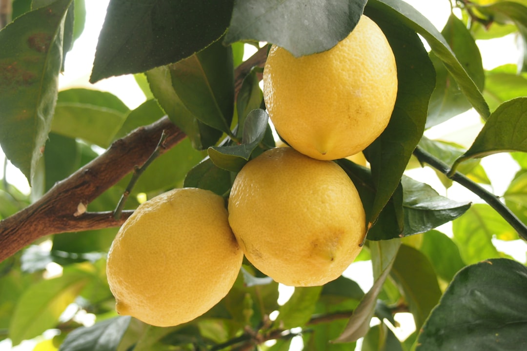 Growing Lemon Tree Strain: Tips and Tricks - The Johnny Seeds Bank
