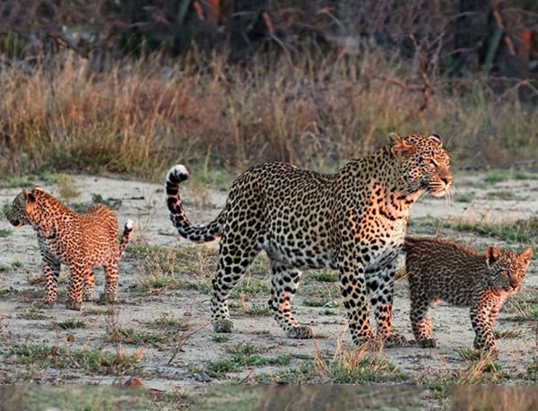 Start on an Adventurous Jawai Leopard Safari: Exploring India’s Wildlife Gem – The Wild Terrain