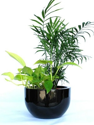 Discover the Best Melbourne Indoor Plants for Purifying the Air |...