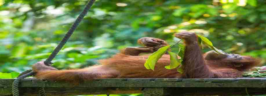 Sumatra cheeky monkeys Cover Image