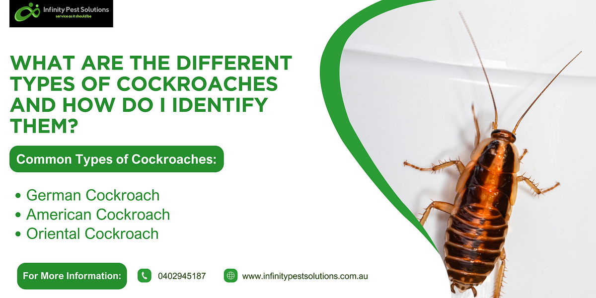 What are the Different Types of Cockroaches and How Do I Identify Them? | by Infinity Pest Solutions Pty Ltd | May, 2024 | Medium