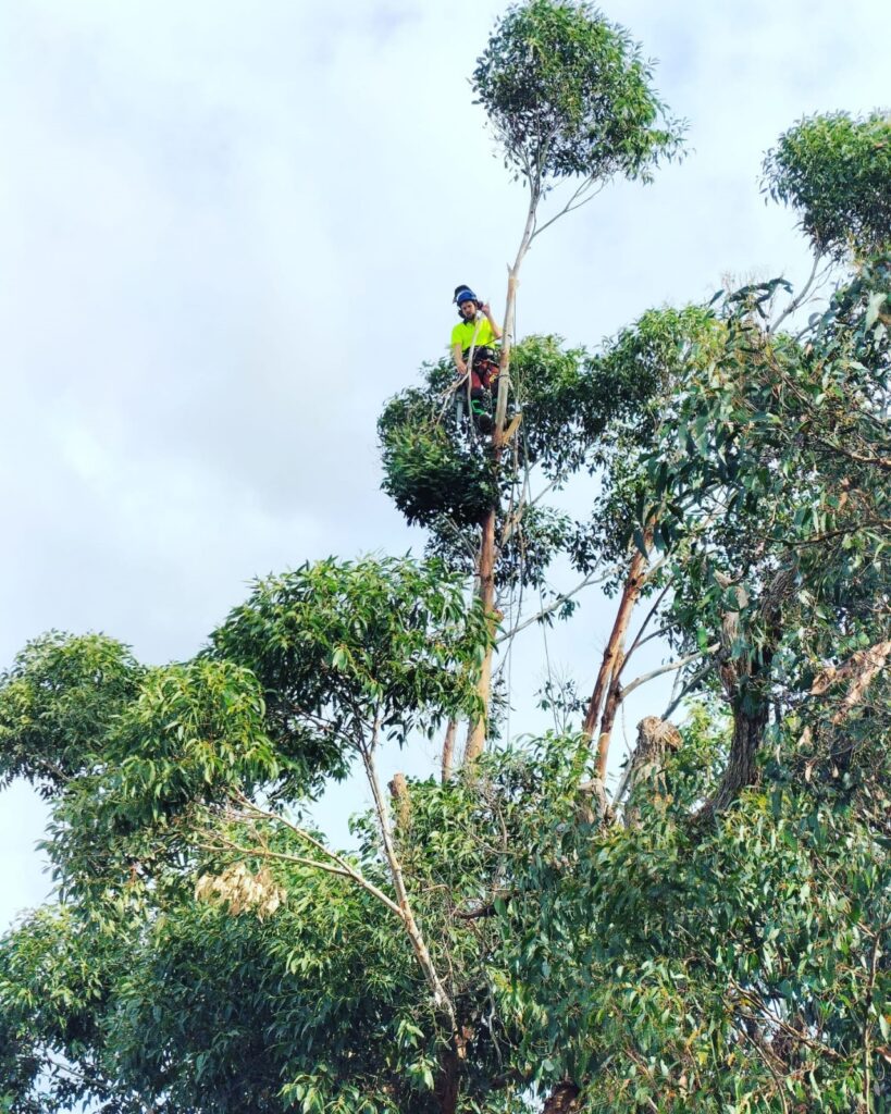 Enhancing Your Landscape: The Art of Tree Pruning