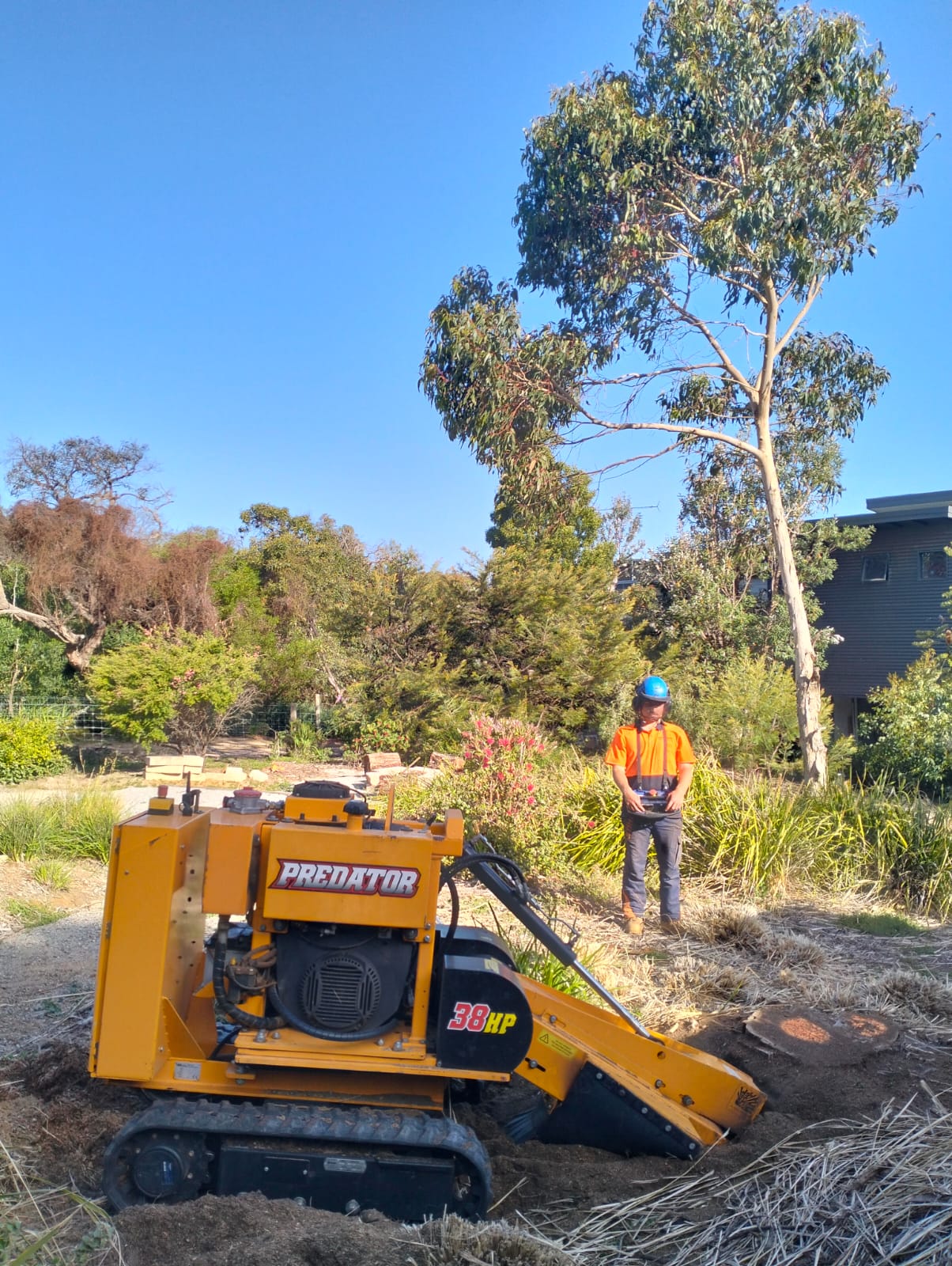 Tree Stump Removal In Geelong