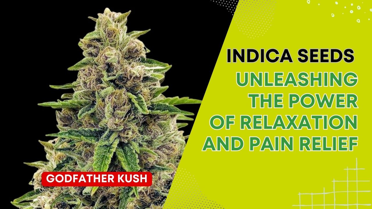 Indica Seeds: Unleashing the Power of Relaxation and Pain Relief - The Johnny Seeds Bank